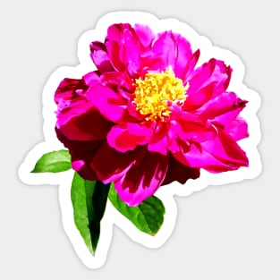 Magenta Peony in Sunshine Sticker